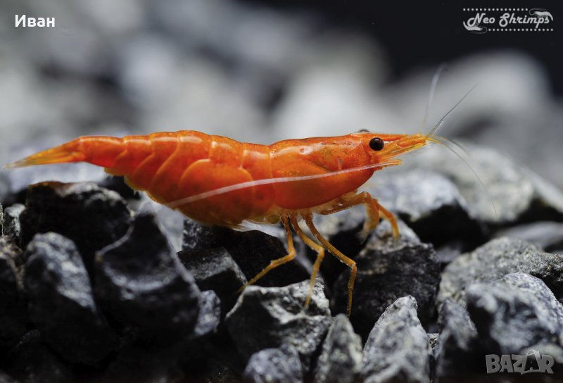 Аквариумни скариди - оранжеви /Orange Pumpkin Sakura/, снимка 1