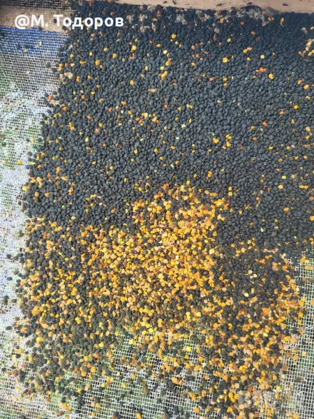 Пчелен прашец и мед 2025 - директно от пчеларя! София лично предаване, снимка 1