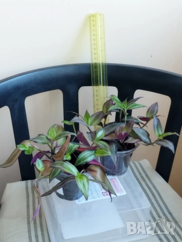 Традесканция, снимка 4 - Стайни растения - 52027182