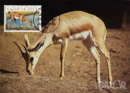 Либия 1987 - 4 броя Карти Максимум - WWF, снимка 2 - Филателия - 38842591