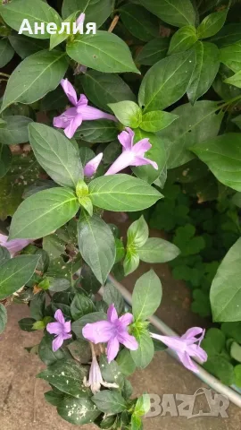 Barleria Барлерия виолетова красота от тропика