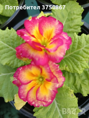 🌿💞🌸 Кичеста иглика, тип розичка, снимка 10 - Градински цветя и растения - 53068918