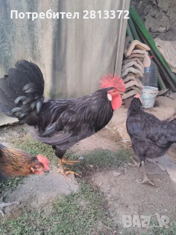 Петел Черен Легхорн Leghorn, снимка 4 - други­ - 55251872