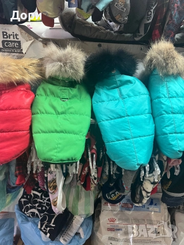 Кучешко якенце, снимка 7 - Пинчер - 52562007