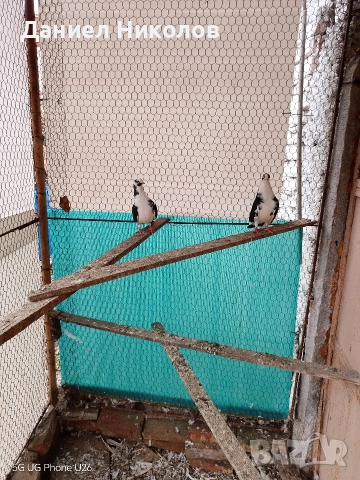 продавам гълъби румънски галацини , снимка 2 - Гълъби - 52857780