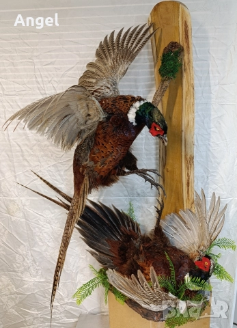 препарирани животни фазани и лисица , снимка 10 - Други стоки за дома - 52719535