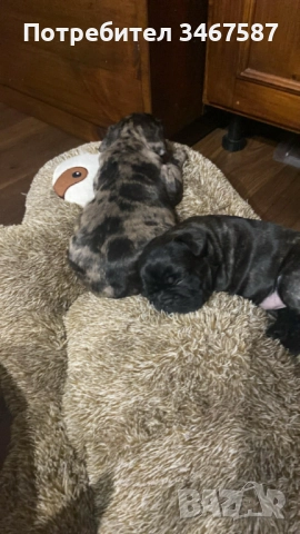 Мини Френски Булдог (женски) , снимка 2 - Френски булдог - 52881571