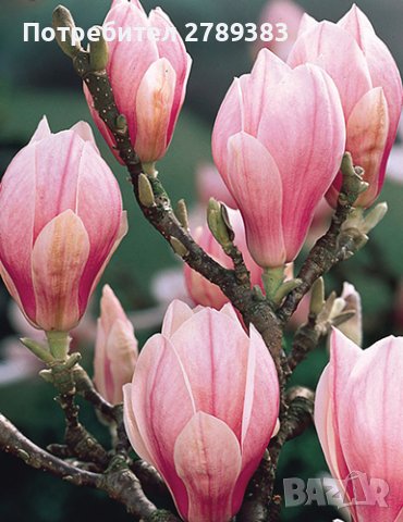 Cуланжова магнолия ( Magnolia soulangeana ) 30-50 см