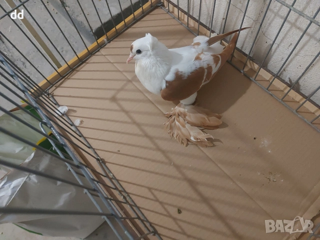 саксонски чайки , снимка 4 - Гълъби - 53249409