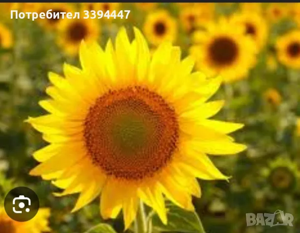 Шарлан студено пресован и зехтин , снимка 1