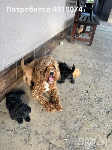 Кавапу & Cavapoo, снимка 7 - Други - 56288962