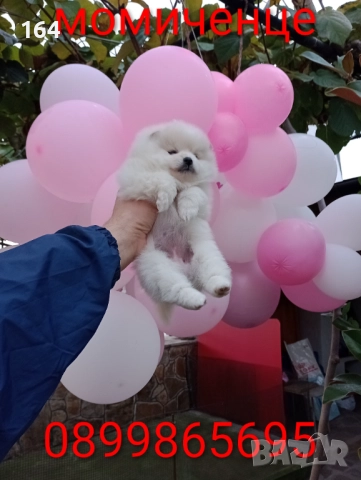 Женски Померан 