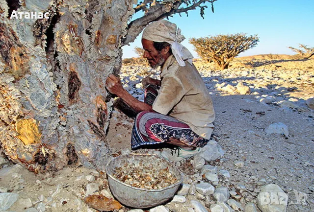 Бял Тамян от ОМАН натурален !!!, снимка 5 - Други - 32199948