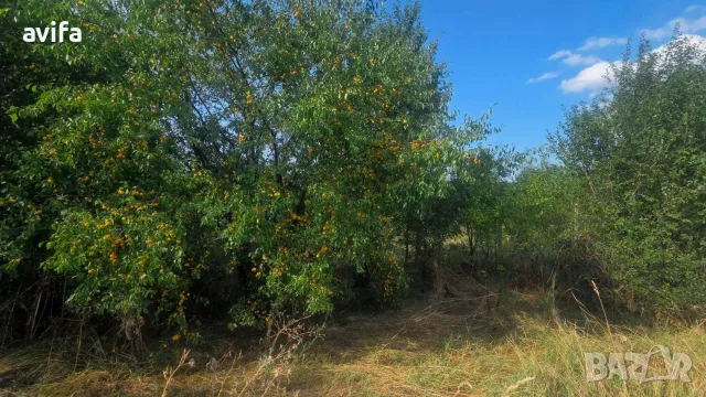 Имот в зона за жилищно застрояване село Огняново, снимка 6 - Парцели - 56204976
