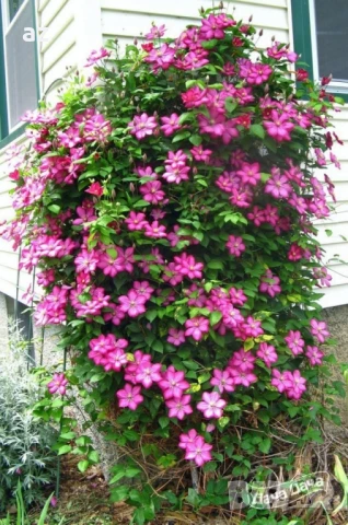 клематис, снимка 3 - Разсади - 50888936