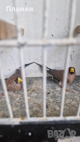 Маскови амадини , снимка 1