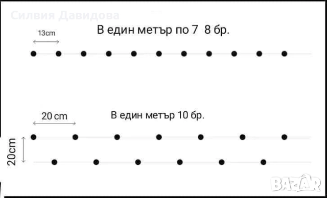 0.70 Лигуструм на корен, снимка 5 - Градински цветя и растения - 51968752