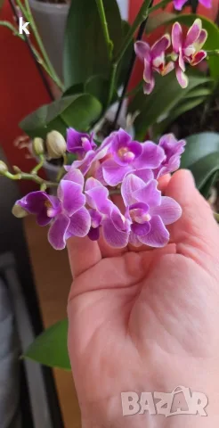 орхидея phalaenopsis violet queen, снимка 2 - Стайни растения - 56056967