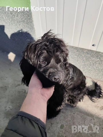 Продавам Кокер шпаньол , снимка 4 - Кокер шпаньол - 52585151