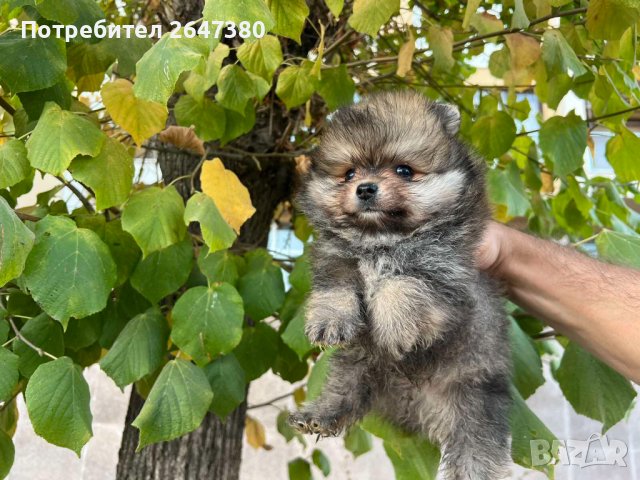 Померанчета