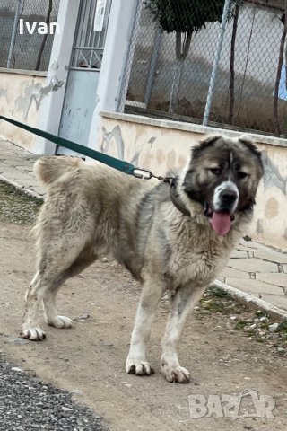 Алабай: Купете кученце порода алабай - Обяви за кучета с цени — Bazar.bg