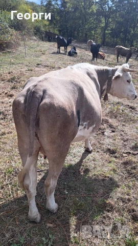 Продавам заплодена крава месодайна цена 2200 лв , снимка 5 - Крави - 52624936