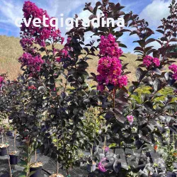 Lagerstroemia ‘Raspberry Sorbet’ (Лагерстремия ‘Малинов сорбет’), снимка 2 - Градински цветя и растения - 55816974