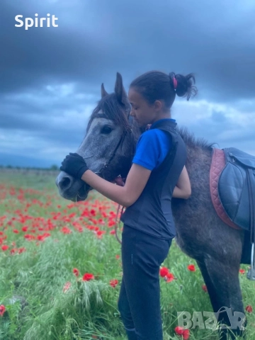 Ездитна арабска шагия Флика, снимка 2 - Коне - 51948635