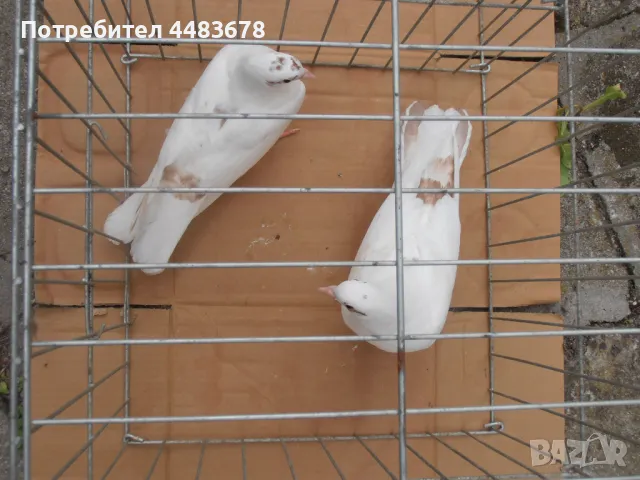 Гълъби бемкалии, снимка 8 - Гълъби - 50423696