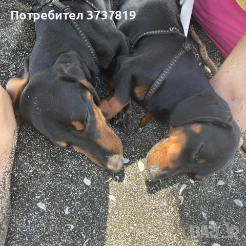 късокосмест мини дакел , снимка 7 - Дакели - 56136702
