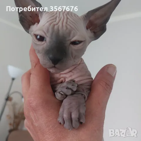 Чистокръвни канадски сфинксове, снимка 5 - Сфинксове - 56105398