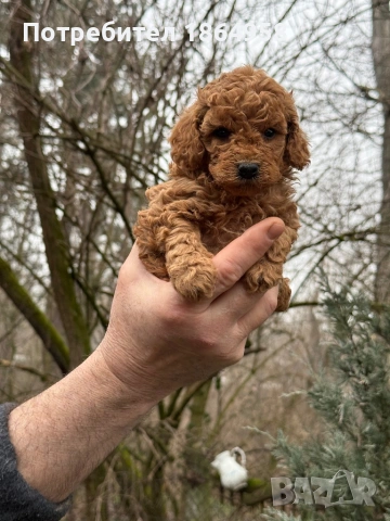 СУПЕР МИНИ ТОЙ ПУДЕЛ Доставка, снимка 5 - Пудели - 53514145