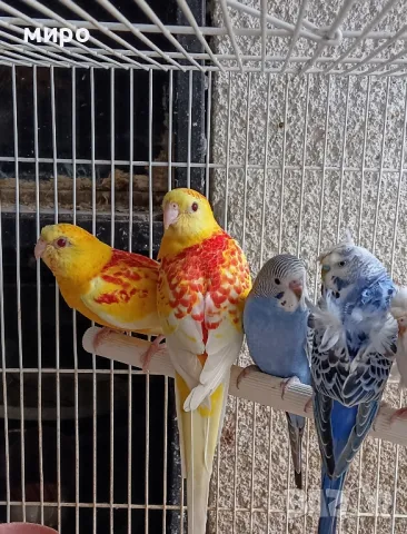 Пойни папагали Рубино!, снимка 5 - Папагали - 49890548