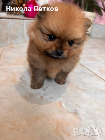 Померан мини , снимка 3 - Померан - 53076217