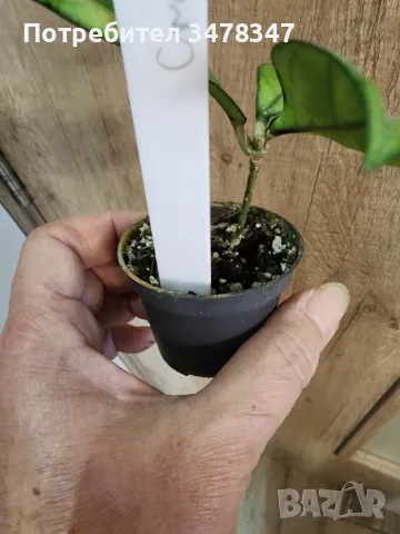 Хоя Crassipetiolata, снимка 2 - Стайни растения - 49414682