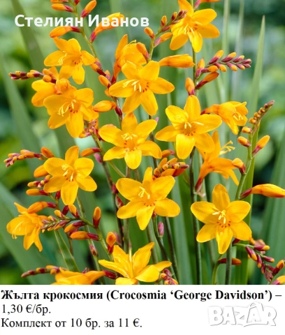 КРОКОСМИЯ (Crocosmia) - РАЗЛИЧНИ СОРТОВЕ (ЛУКОВИЦИ), снимка 4 - Сортови семена и луковици - 53654328