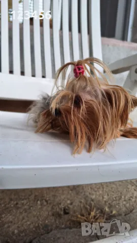 Йорки женско , снимка 1