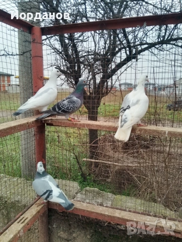 Пощенски гълъби, снимка 5 - Гълъби - 53221488