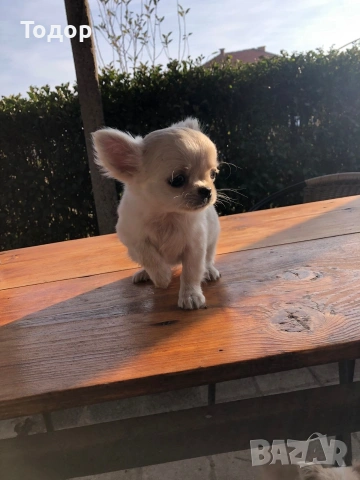 Продавам мини чихуахуа , снимка 2 - Чихуахуа - 53724231