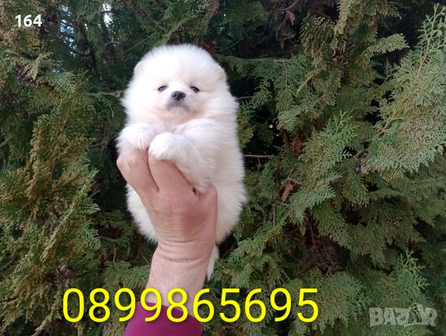 Женски Померан. Реални снимки от 26.02.26 г. , снимка 3 - Померан - 53598305