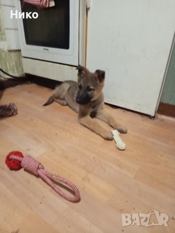 Женска немска овчарка, снимка 4 - Немска овчарка - 53155892