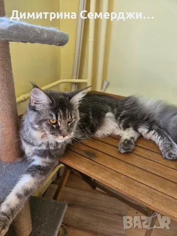 Котки мейн кун  .