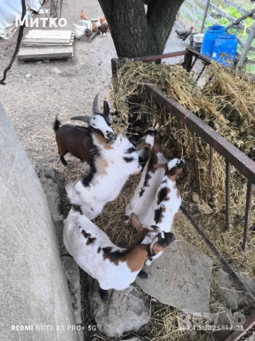 Декоративни козички и ярета кози холандски мини , снимка 2 - Кози - 49545301