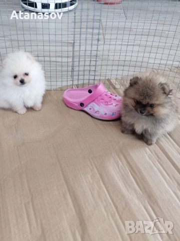 Померан Померанчета, снимка 5 - Померан - 52669553