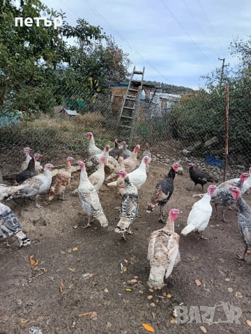 Пуйки , снимка 2 - Кокошки и пуйки - 52030467