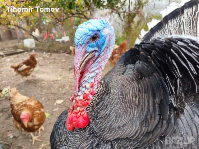продавам домашно гледани пуйки пуяци , снимка 2 - Кокошки и пуйки - 52243231