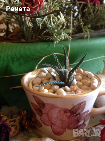 Продава Хавортия атенуата - много лесна за отглеждане, снимка 10 - Стайни растения - 14050907