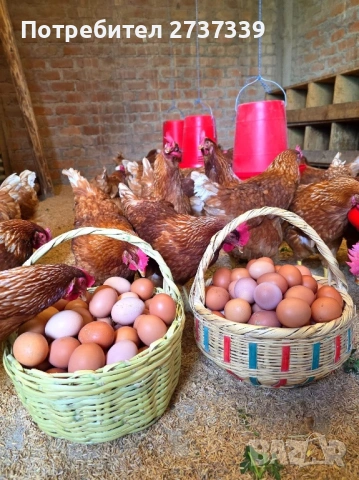 Кокошки ломан браун