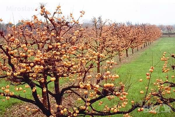 Райска ябълка (Сорт-Фую)-Без танин, снимка 9 - Градински цветя и растения - 52221764