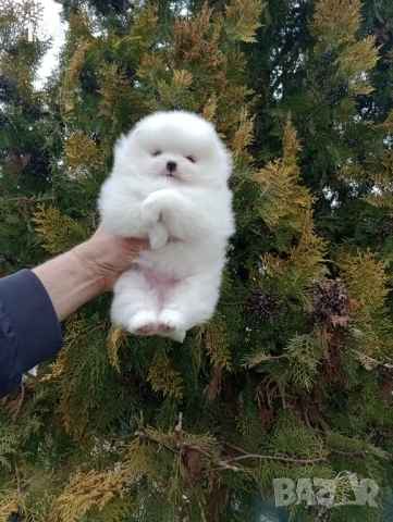 Женски бял Померан. Реални снимки от 28.02.26 г. , снимка 6 - Померан - 53626869